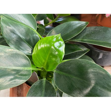 Philodendron Green Princess - image 1