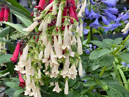 Phygelius Colorburst White