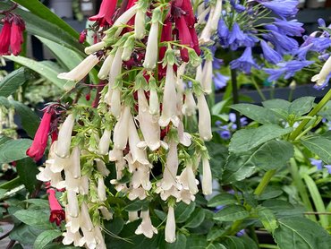 Phygelius Colorburst White