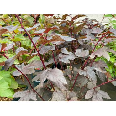 Physocarpus Lady In Red