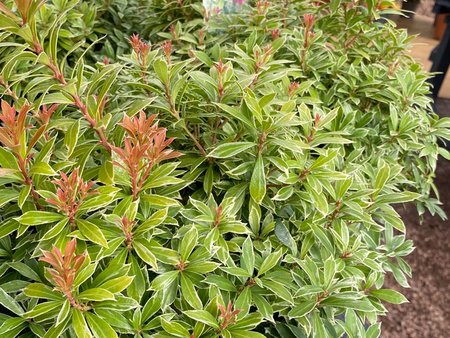 Pieris Little Goldy