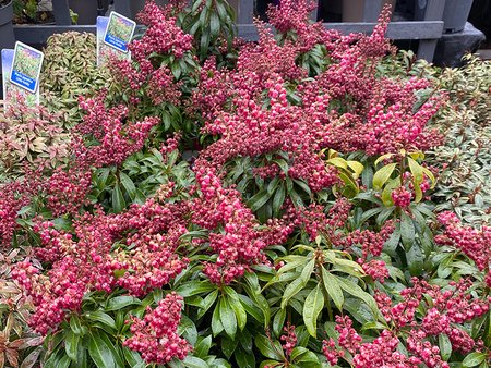 Pieris Passion