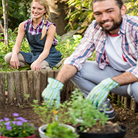 Plants for gardens