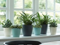 Plants for the home