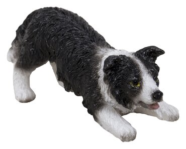 Playful Sheepdog