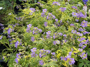 Polemonium Golden Feathers