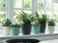 Pots for indoor plants