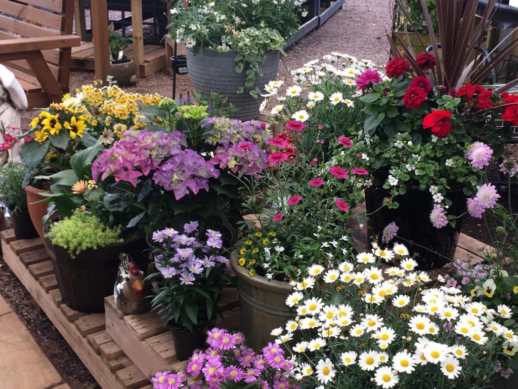 Preplanted baskets & tubs Merryhatton Garden Centre