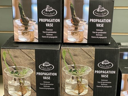 Propagator Vase for single cuttings