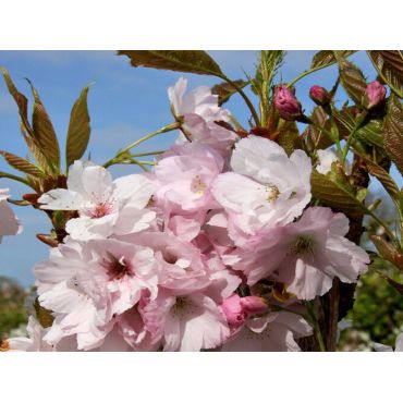 Prunus Amanogawa