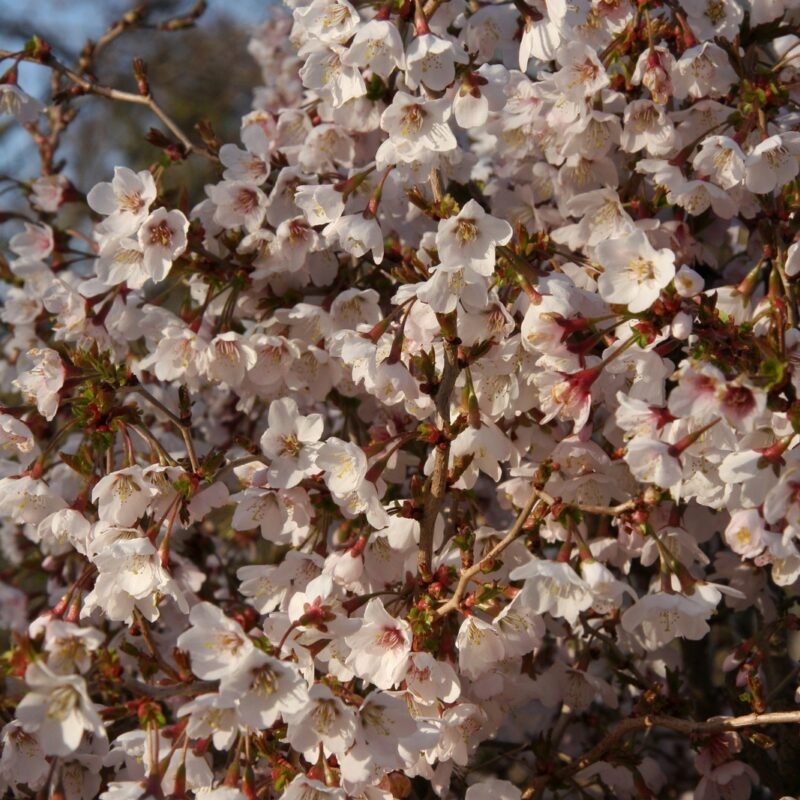 Prunus inc Kojonomai Merryhatton Garden Centre