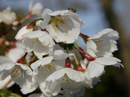 Prunus Royal Flame® (Mieke)