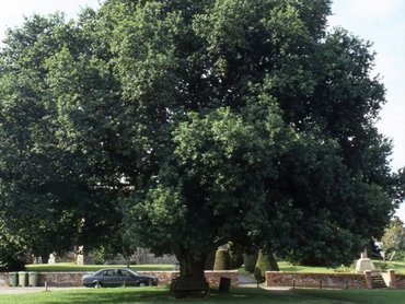 Quercus robur