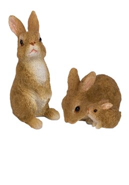 Rabbit Family