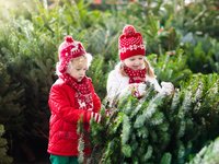 Real Christmas trees