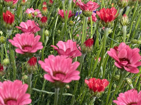 Rhodanthemum Zagora Pink