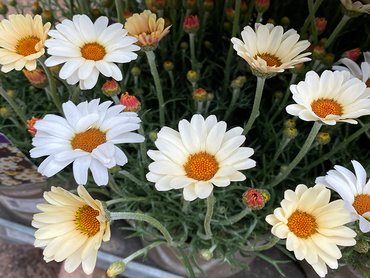 Rhodanthemum Zagora Yellow