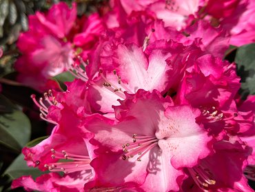 Rhododendrons Hardy Hybrid XXL