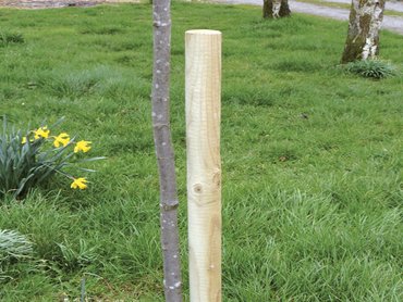 Round Tree Stake 2.44m x 50mm