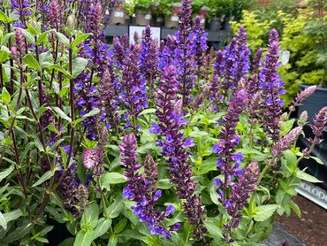 Salvia Blue Marvel