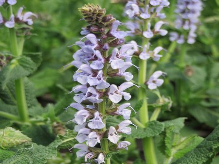 Salvia Crystal Blue