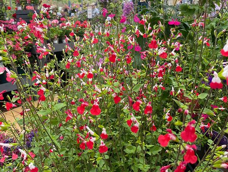 Salvia Hot Lips