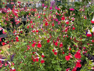 Salvia Hot Lips in 3L pot