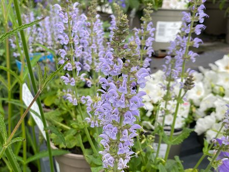 Salvia Merleau Rose