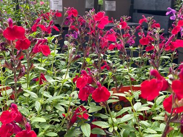 Salvia Mirage Cherry Red