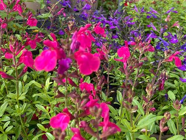 Salvia Mirage Neon Rose