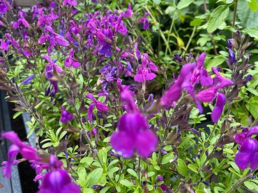 Salvia Mirage Purple