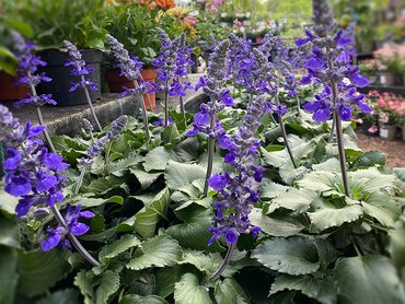 Salvia Mystic Spires Blue