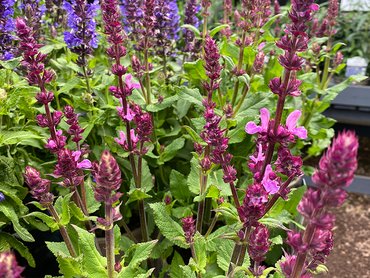 Salvia Rose Marvel