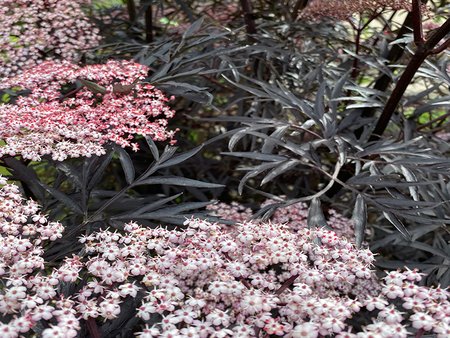 Sambucus Black Lace in 3L pot