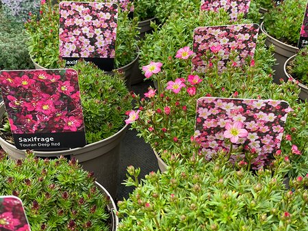 SAXIFRAGA TOURAN DEEP RED 2L