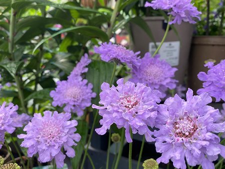 Scabiosa Flutter Deep Blue