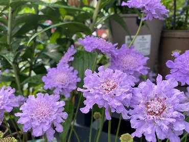 Scabiosa Flutter Deep Blue