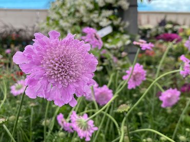 Scabiosa Kudo Pink