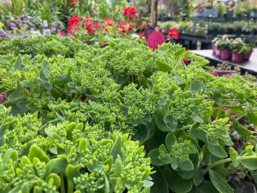 Sedum Autumn Joy in 2L pot