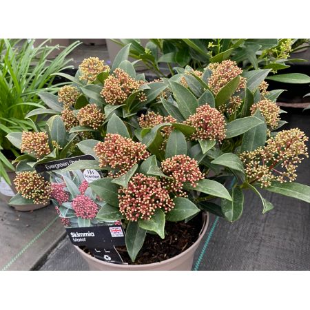 Skimmia Jap. Marolt 3L