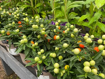Solanum Venus  in 1L pot