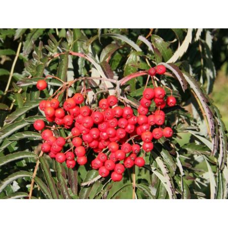 Sorbus Chinese Lace 7L