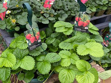 Strawberry Fragoo Deep Rose  in 25cm hanging pot