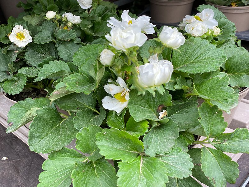 Strawberry Summer Breeze Snow in  pot - Merryhatton Garden Centre