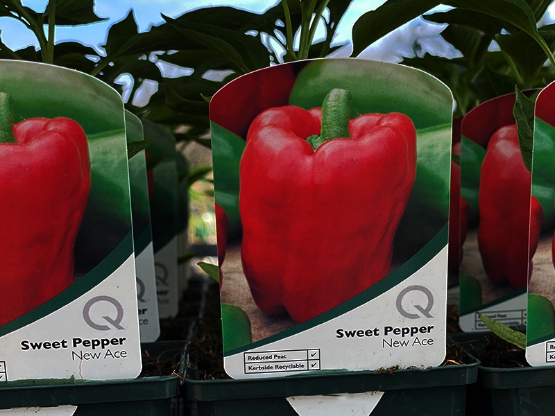 Sweet Pepper Red New Ace Merryhatton Garden Centre