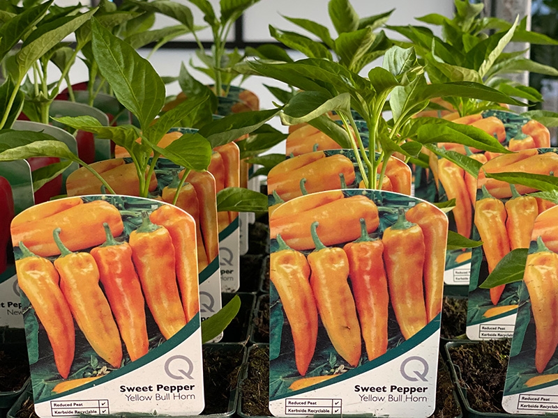 Sweet Pepper Yellow Bull Horn Merryhatton Garden Centre