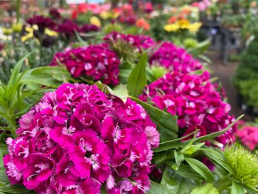 Sweet William Purple in 2L pot