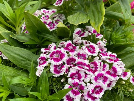 Sweet William Purple Picotee in 2L pot