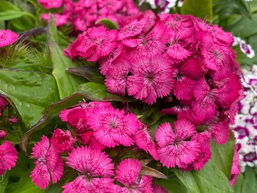 Sweet William Rose in 2L pot