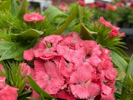 Sweet William Salmon in 2L pot